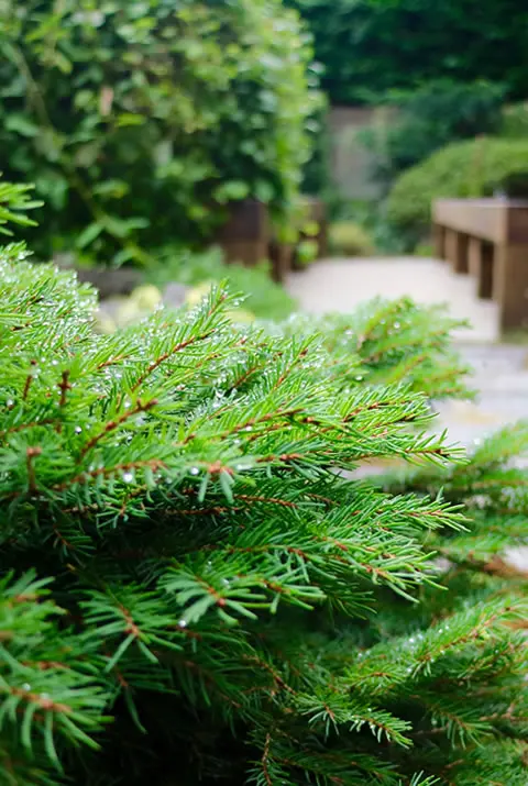 Lush green garden bushes